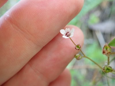 Micranthes californica