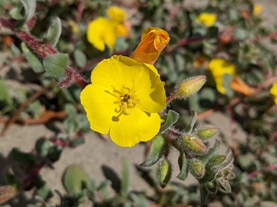 Camissoniopsis cheiranthifolia, photographed by Jessica Pfund