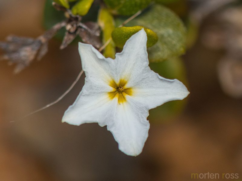Heliotropium nigricans, photographed by Morten Ross