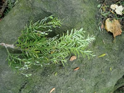 Prumnopitys taxifolia, photographed by John Barkla