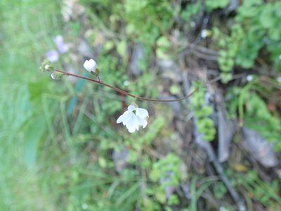 Lithophragma affine, photographed by Will Cornwell