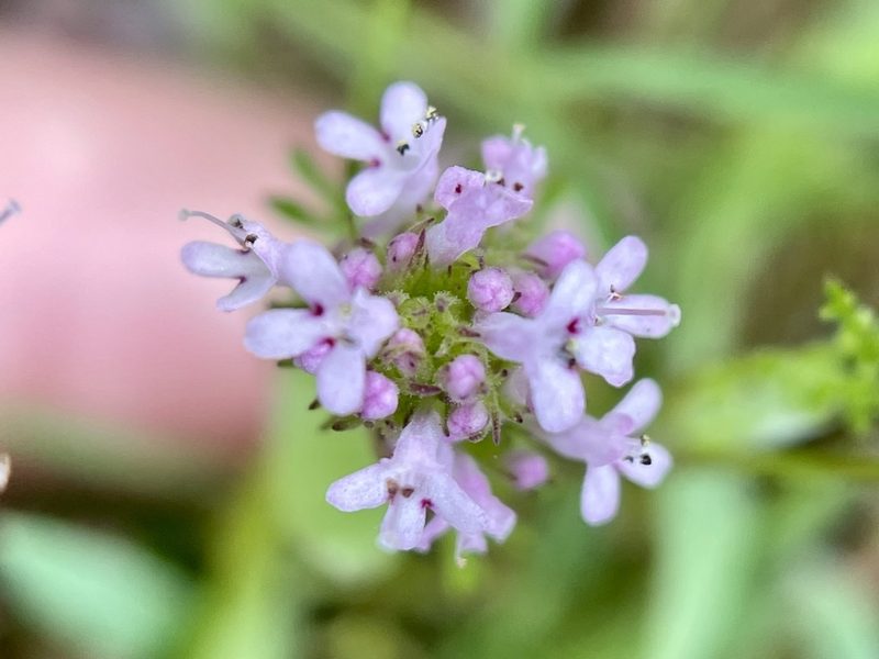 Valeriana ciliosa, photographed by Dutza K.