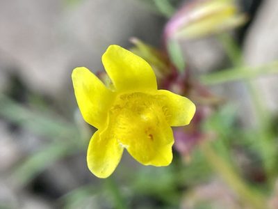 Erythranthe nasuta, photographed by Dutza K.
