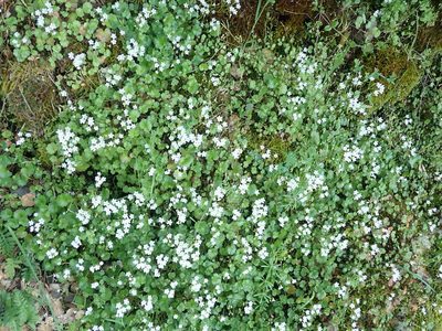 Romanzoffia californica