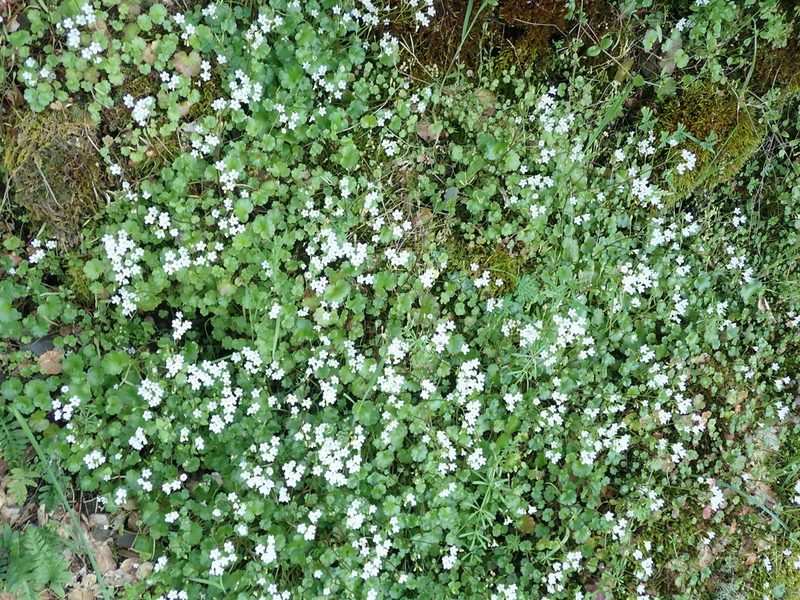 Romanzoffia californica, photographed by Will Cornwell