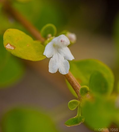 Leucas virgata, photographed by Morten Ross