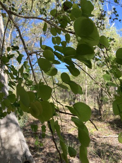 Lysiphyllum hookeri, photographed by Bethlea Bell