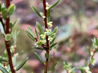 Monotoca scoparia, photographed by Dylan Wishart