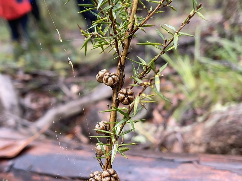 Leptospermum continentale, photographed by Dylan Wishart