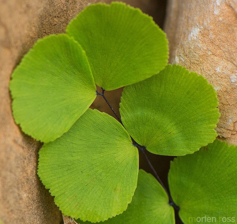 Adiantum balfourii, photographed by Morten Ross
