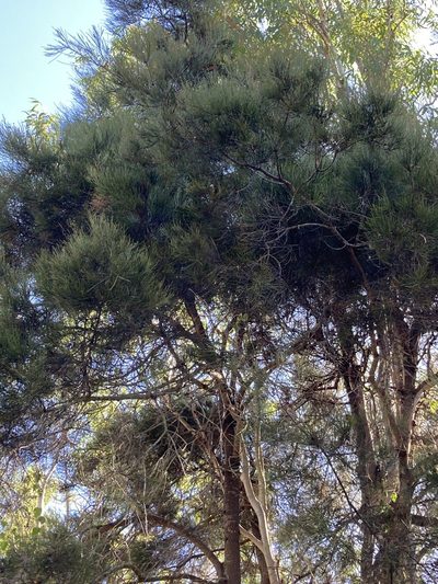 Casuarina cristata, photographed by Bethlea Bell