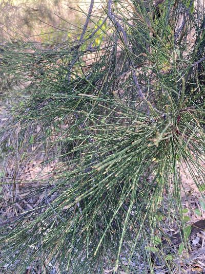 Casuarina cristata, photographed by Bethlea Bell