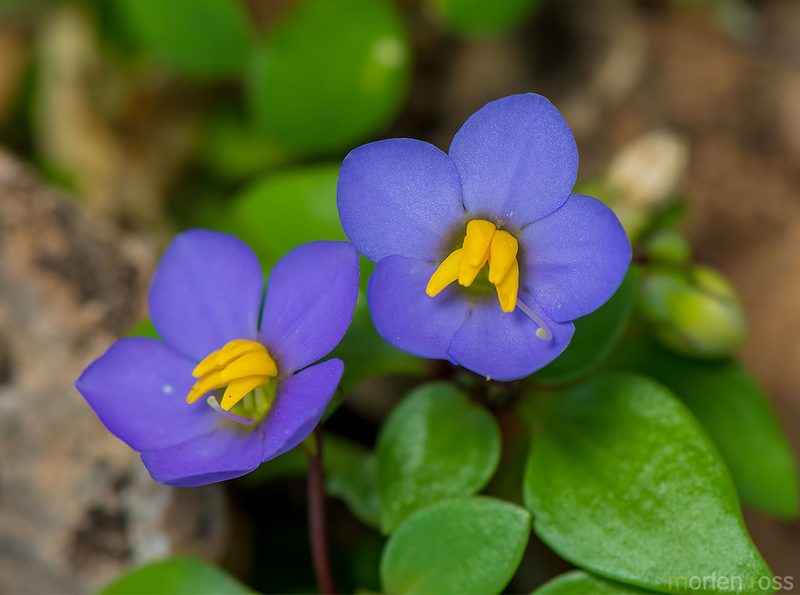 Exacum affine, photographed by Morten Ross