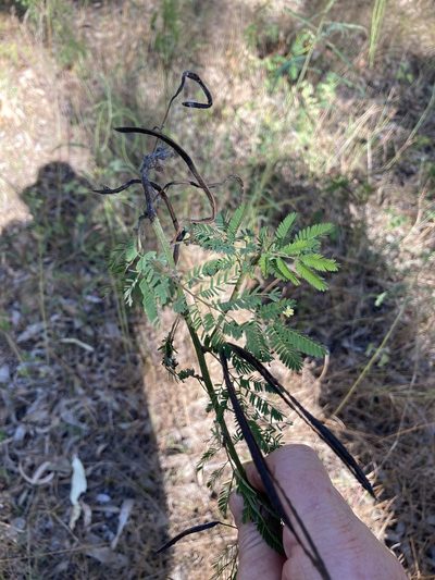 Desmanthus pernambucanus, photographed by Bethlea Bell