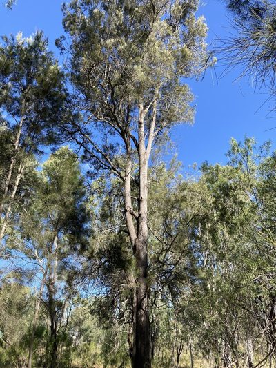 Casuarina cristata, photographed by Bethlea Bell