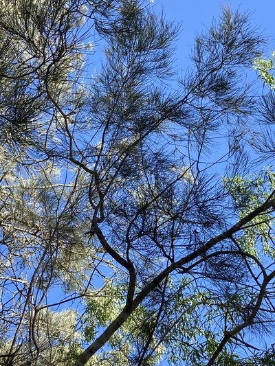 Casuarina cristata, photographed by Bethlea Bell