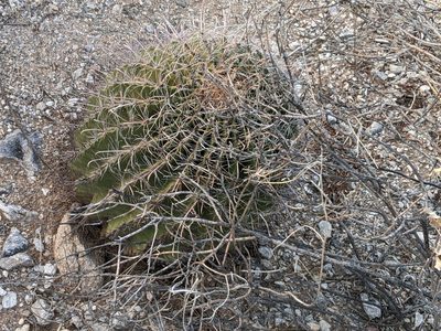Ferocactus wislizeni, photographed by Benjamin Burgunder