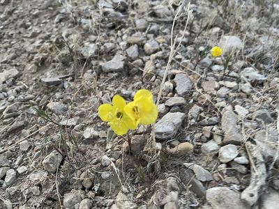 Chylismia brevipes, photographed by Chris