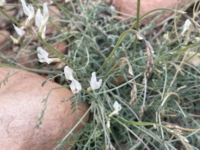 Astragalus remotus, photographed by Chris