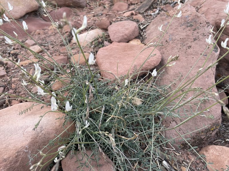 Astragalus remotus, photographed by Chris