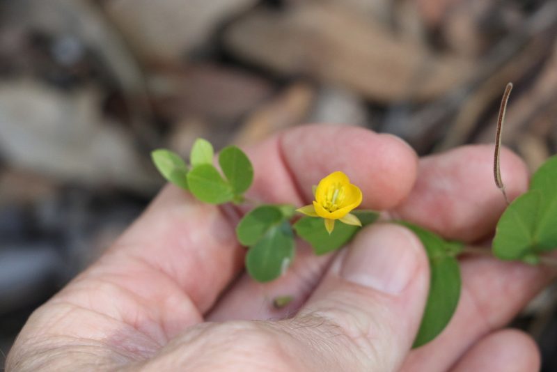 Chamaecrista rotundifolia, photographed by Greg Tasney