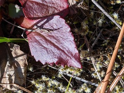 Micranthes rufidula, photographed by David Anderson