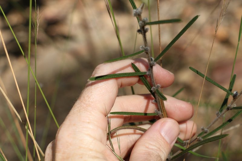 Hovea ramulosa, photographed by Greg Tasney