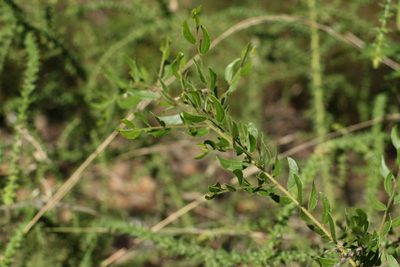 Acacia hispidula