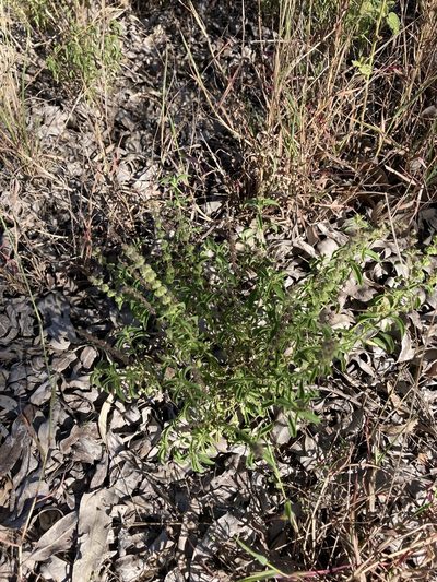 Ocimum americanum, photographed by Bethlea Bell