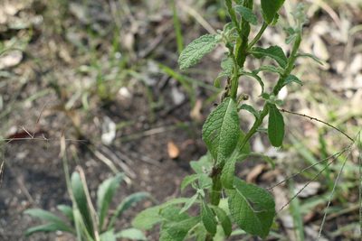 Pterocaulon redolens, photographed by Greg Tasney