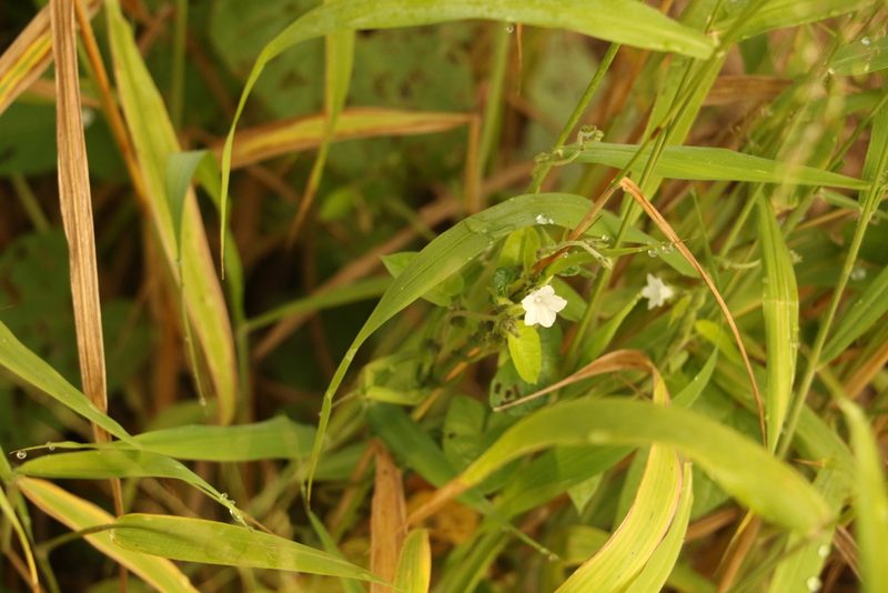 Ipomoea biflora, photographed by Greg Tasney