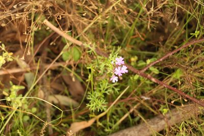 Verbena aristigera, photographed by Greg Tasney