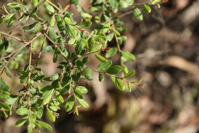 Grevillea quadricauda, photographed by Greg Tasney