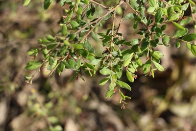 Grevillea quadricauda, photographed by Greg Tasney
