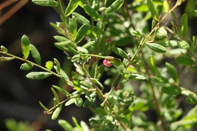 Grevillea quadricauda, photographed by Greg Tasney