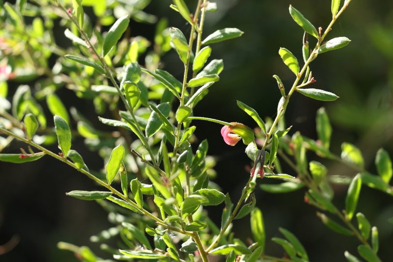 Grevillea quadricauda, photographed by Greg Tasney