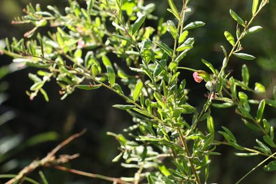 Grevillea quadricauda, photographed by Greg Tasney