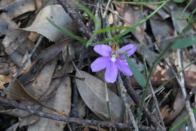 Scaevola ramosissima, photographed by Greg Tasney