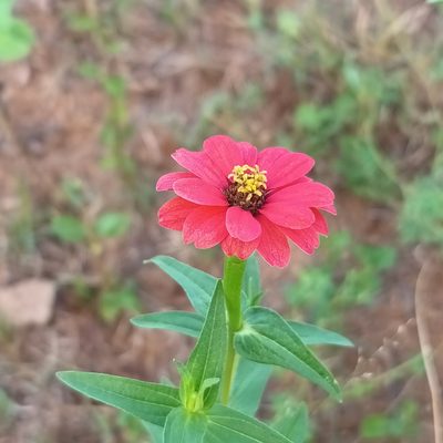 Zinnia peruviana, photographed by Noeleen du Toit