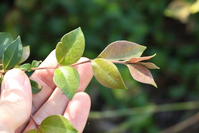 Backhousia myrtifolia, photographed by Greg Tasney