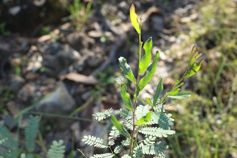 Acacia neriifolia, photographed by Greg Tasney