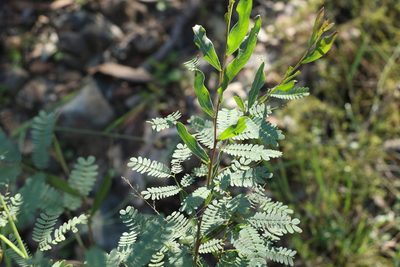 Acacia neriifolia, photographed by Greg Tasney