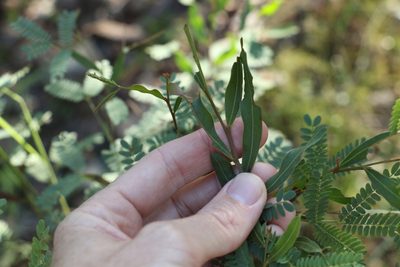 Acacia neriifolia, photographed by Greg Tasney