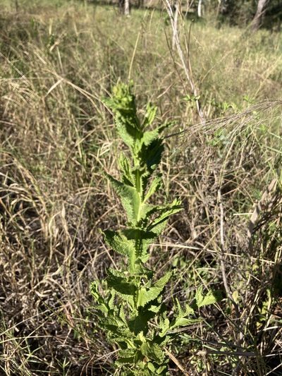 Pterocaulon serrulatum, photographed by Bethlea Bell