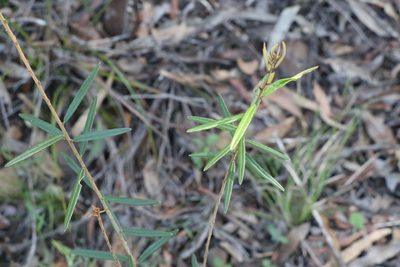 Hovea lorata, photographed by Greg Tasney