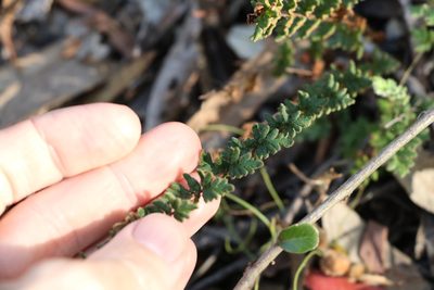 Cheilanthes distans, photographed by Greg Tasney