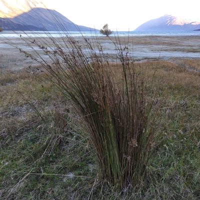Juncus sarophorus, photographed by Jenny Saito