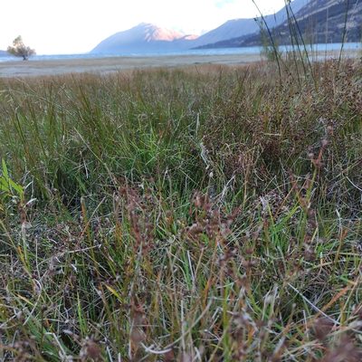 Juncus articulatus, photographed by Jenny Saito