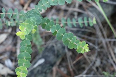 Pultenaea spinosa, photographed by Greg Tasney