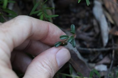 Phyllanthus hirtellus, photographed by Greg Tasney